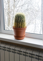 Big cactus in a pot