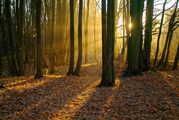 sunlight through the trees in the autumn 