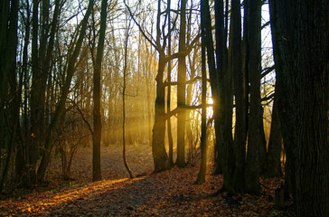 sunlight through the trees in the autumn 