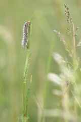 The beauty of caterpillars