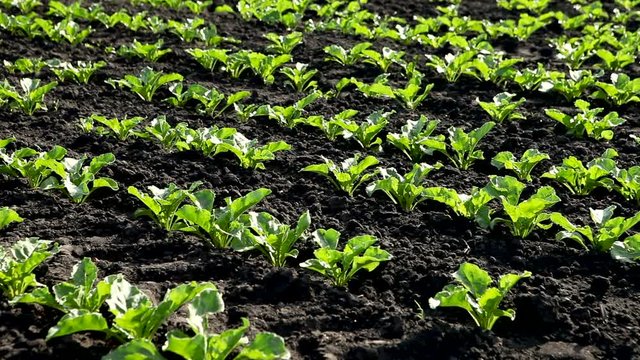 The cultivation of white beet. Field of young green sprouts of sugar beet. HD