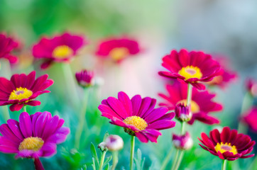 Obraz premium FLORES ROSAS