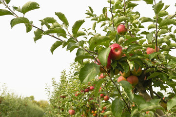 organic apples hanging from trees