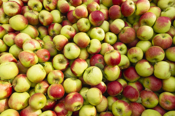 a bunch of organic apples