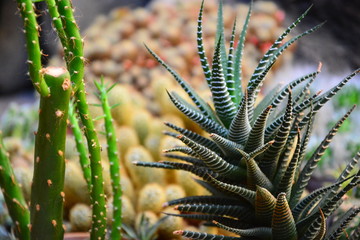 Selective focus close-up top-view shot on cactus. Cactus background. Cactus in Thailand.
