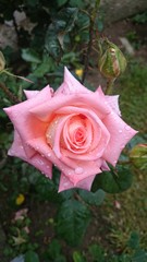 one single pink rose with dew on it