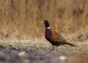 Pheasant (Phasianus Colchicus).