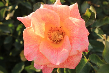 orange rose with a few leaves