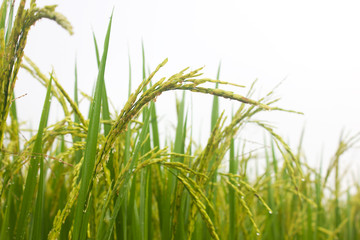 rice field in north Thailand, nature food landscape background.