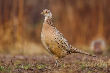 Pheasant (Phasianus Colchicus).