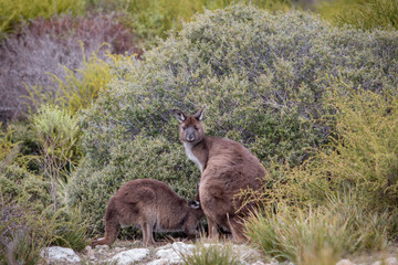 Naklejka na ściany i meble Mutter und Baby Kängurus in freier Natur, Kangaroo Island, Australien