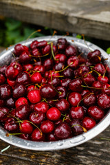 A large plate of fresh cherries. A new harvest of cherries with water drops. Photo in the garden.