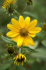 Miniture sunflower with buds