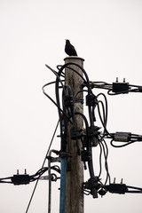 Blackbird singing on a pole with electric wires