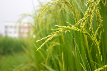 rice field in north Thailand, nature food landscape background.