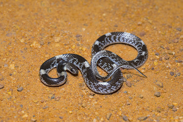 Barred wolf snake, Lycodon striatus, Non venomous. Colubridae. Pondicherry, Tamil Nadu