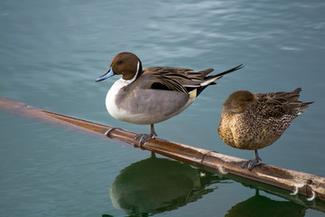 鳥のカップル