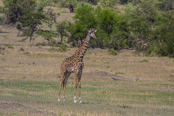 Giraffe Standing Serengeti Savana