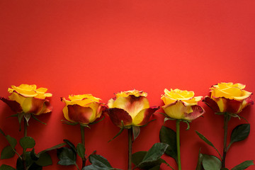 Yellow roses for valentines day arranged lying down on red paper background. Top view. Space for copy
