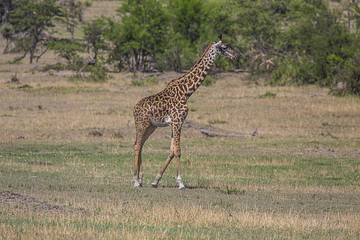 Gifaffe walking Serengetti