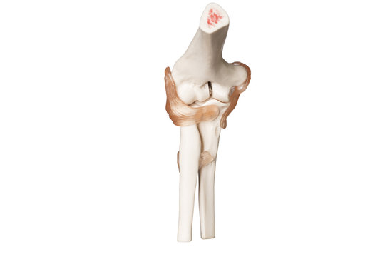Orthop&auml;die Skelett vom Ellenbogengelenk mit B&auml;ndern Oberarmknochen, Elle und Speiche Innenansicht