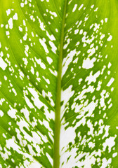 Green leaf texture. closeup leaf for background.