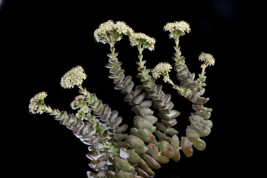 Crassula Rupestris / Crassule Rupestre