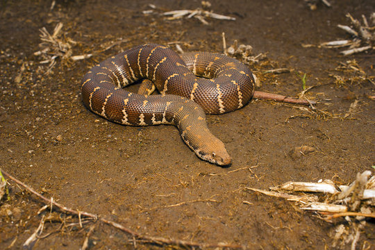 Common Sand Boa, Eryx conicus. Boidae. Non venomous. Kolhapur, Maharashtra
