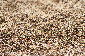 white, brown and red quinoa seeds