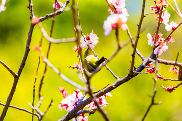 The Japanese White-eye.The background is  white plum blossoms. Located in Tokyo Prefecture Japan.