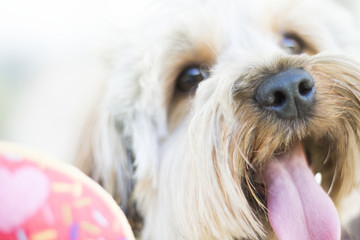 Cute Yorkshire Terrier puppy playing with toy on white background.