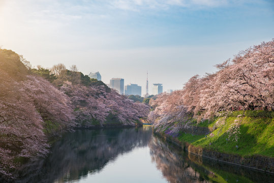 View of massive cherry blossoming in Tokyo, Japan as background. Photoed at Chidorigafuchi, Tokyo, Japan.