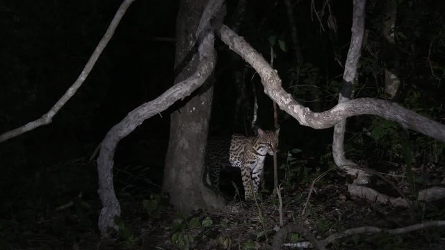 Ocelot (Leopardus pardalis)  at night walking in forest, Pantanal wetlands, Brazil.