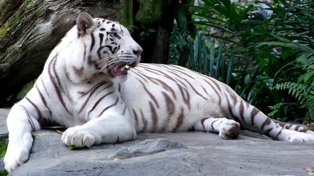 Majestic White Tiger lying on the rock in asian rainforest