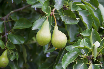 Frische Birnen am Birnenbaum