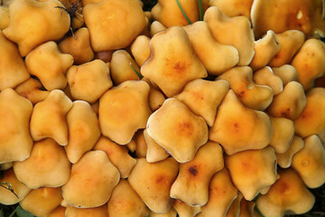 Giftiges Pilzgeflecht 