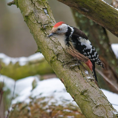 Wildlife photo - middle spotted woodpecker on old wood in winter, Slovakia forest, Europe