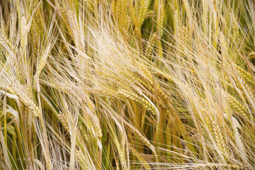 Gerstenfeld in der Natur