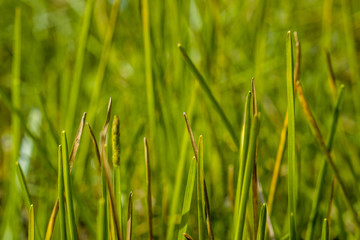 green meadow fields in sunrise  fresh nature background