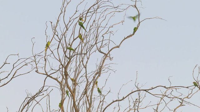 Flock of bright wild green parrots on tree