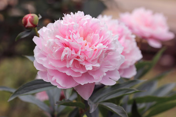 Pink Peony flower closeup