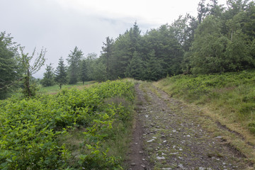 Fototapeta na wymiar Mountain stony road with blackberries on the right side and spruces in the mist background.