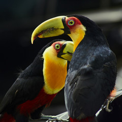 Ramphastos dicolorus