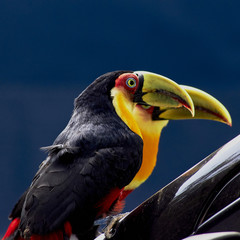 Ramphastos dicolorus