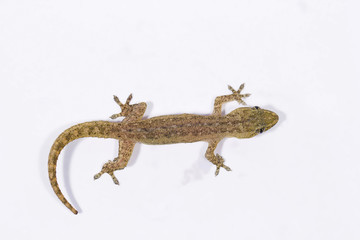 Gecko, Pondicherry, Tamil Nadu