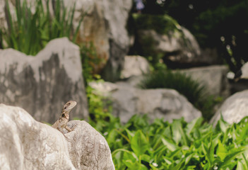 Lizard in Garden