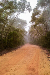 Foggy dirt road in eucalyptus forest in Australia