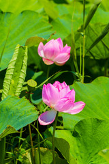 The Lotus Flower.Background is the lotus leaf and lotus flower.Shooting location is Yokohama, Kanagawa Prefecture Japan.