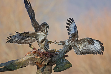 zwei greifvögel im kampf