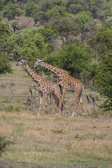 Two Giraffes Serengeti National Park